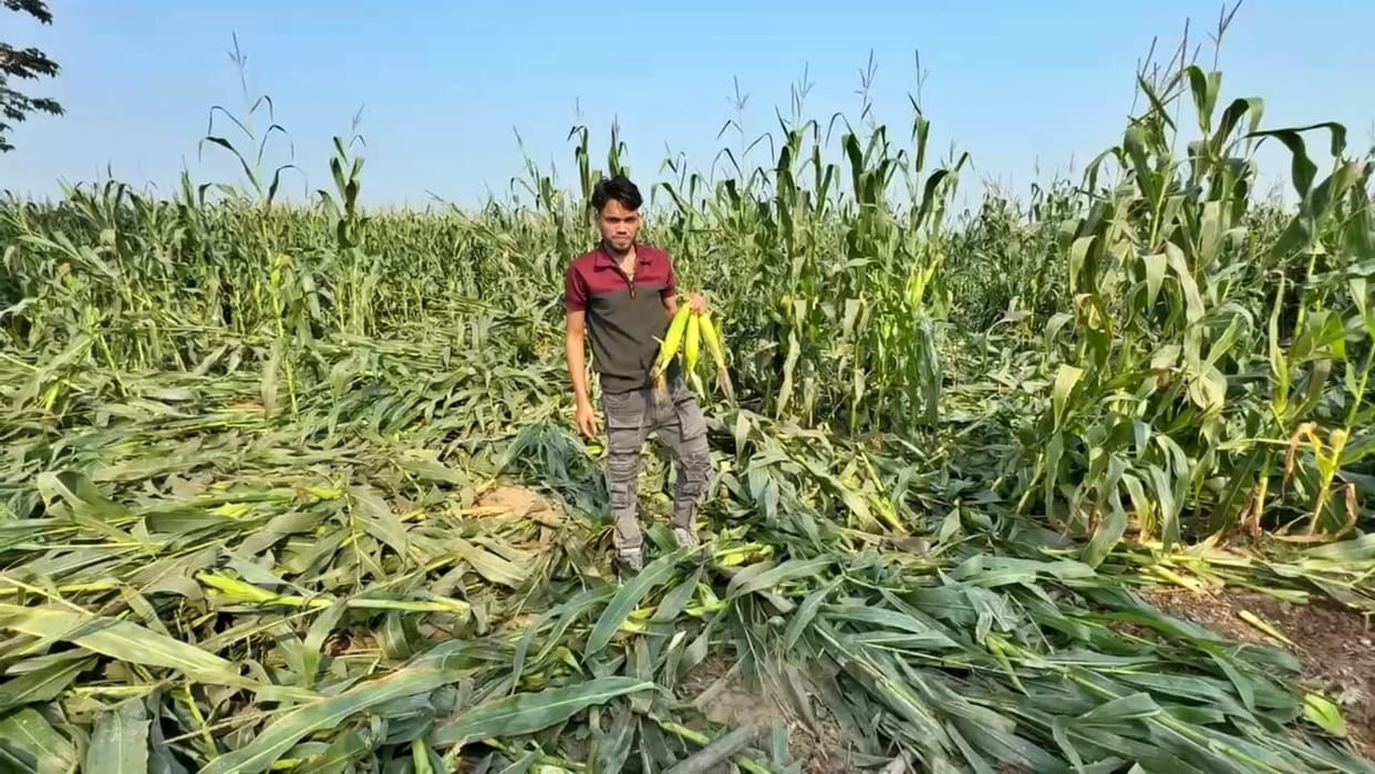 Kishanganj News: Nine wild elephants from Nepal wreaked havoc, 10 bigha maize crop destroyed; farmers in panic
