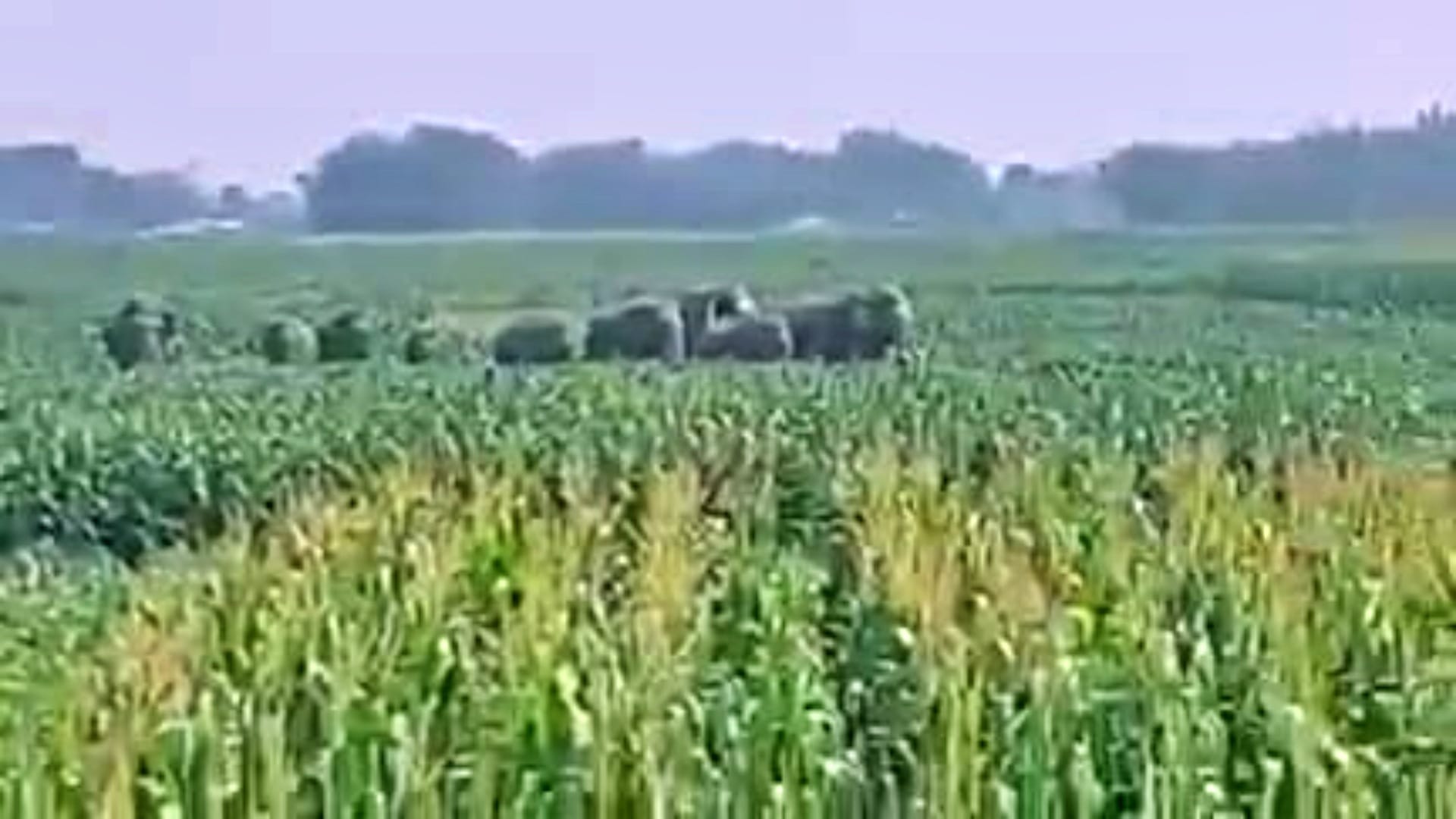 Kishanganj News: Nine wild elephants from Nepal wreaked havoc, 10 bigha maize crop destroyed; farmers in panic
