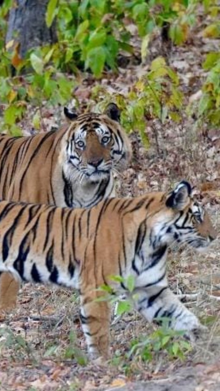 एमपी न्यूज: माधव टाइगर रिजर्व में तीसरी बार गूंजी किलकारी, बाघों की संख्या बढ़कर 11 पहुंची