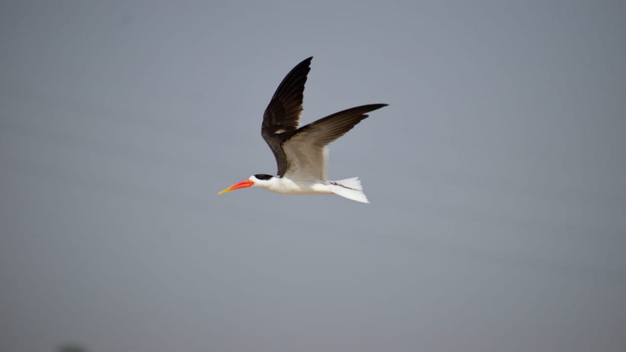 Preparations underway to welcome the rare species of small Indian skimmer on the sand of Ganga