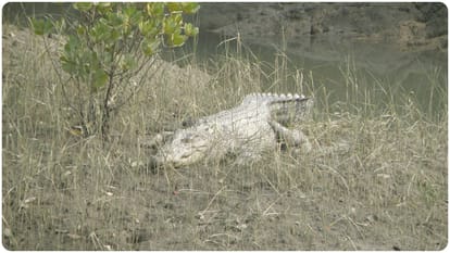 climate change challenges on sundarban how climate change affect forest