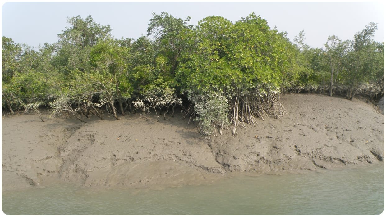 climate change challenges on sundarban how climate change affect forest