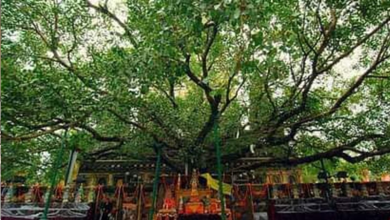 Bodhi tree will be planted in Japan plants given to 5 people from Sarnath