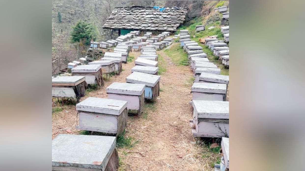 Mellifera bees will add sweetness to stone fruits, 300 boxes reached Himachal from Rajasthan