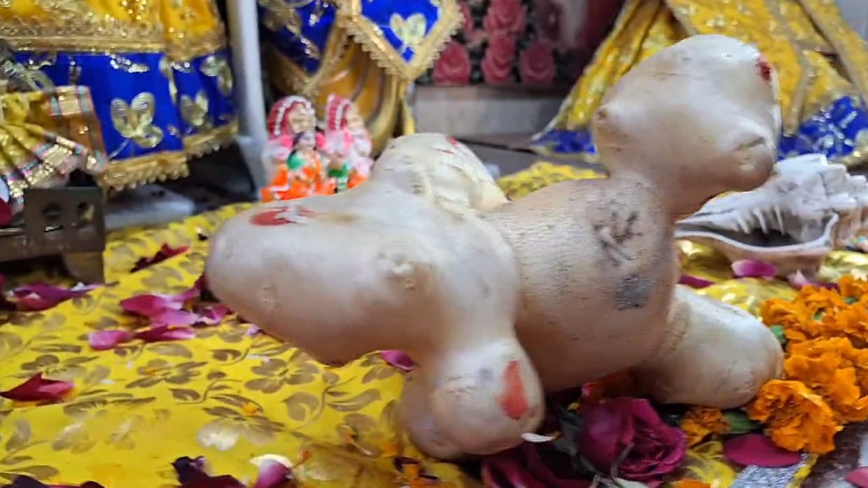 Religious figure was seen in potato In Sambhal people placed it in a temple and took darshan