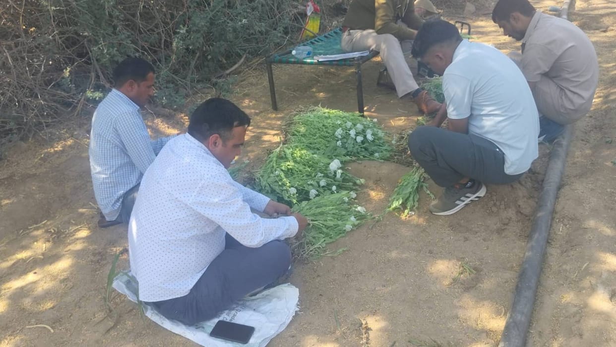 Jodhpur News Opium was being cultivated under guise of fodder 2200 plants were seized