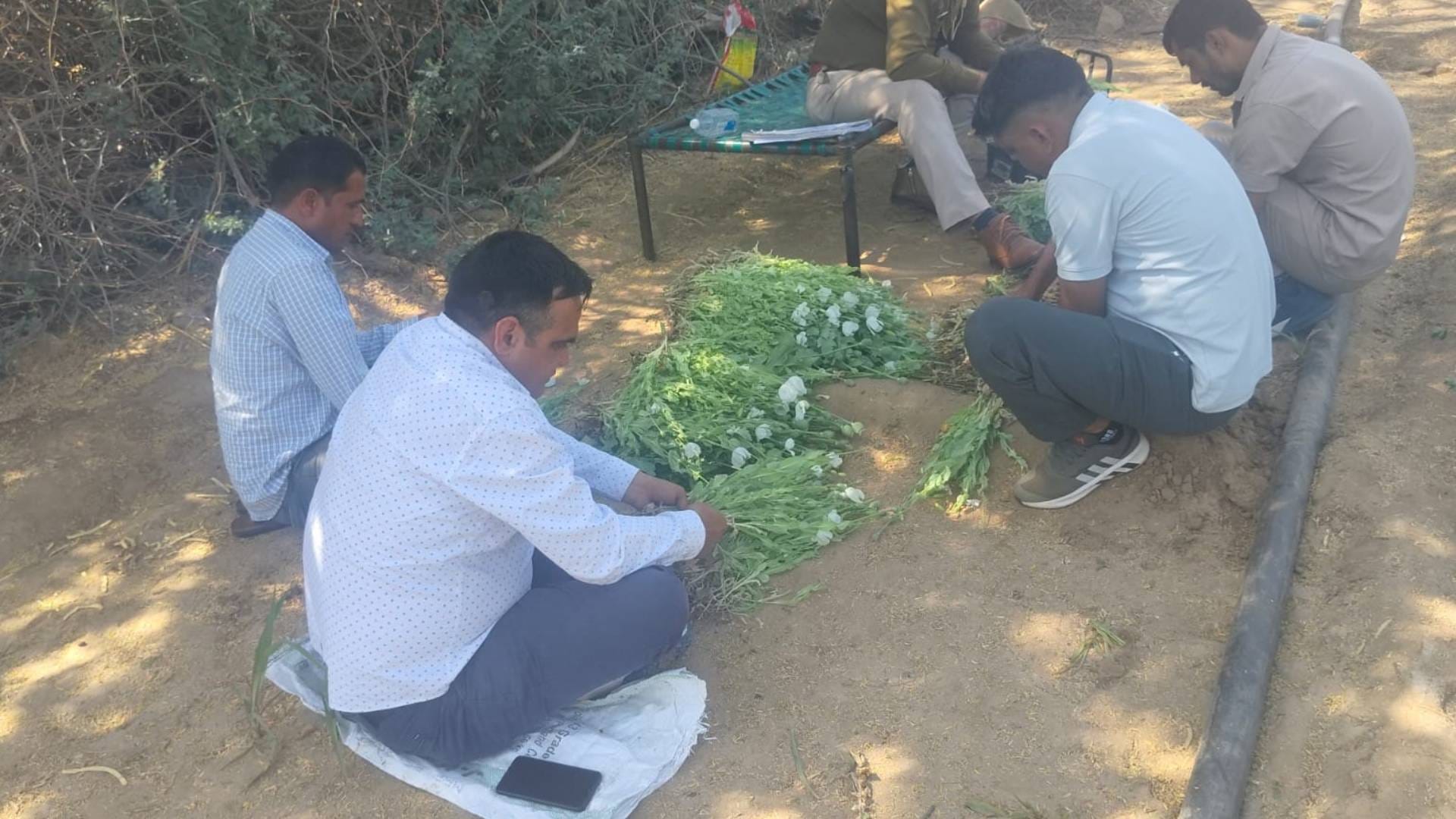 अफीम के पौधे जब्त