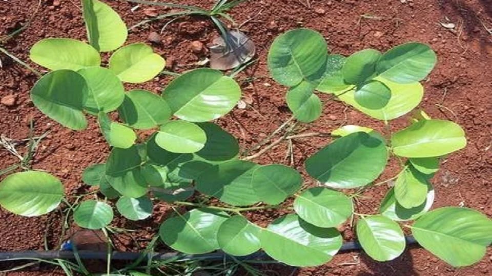 White and red sandalwood saplings are being prepared at Agro Forestry Research Centre of Pantnagar University