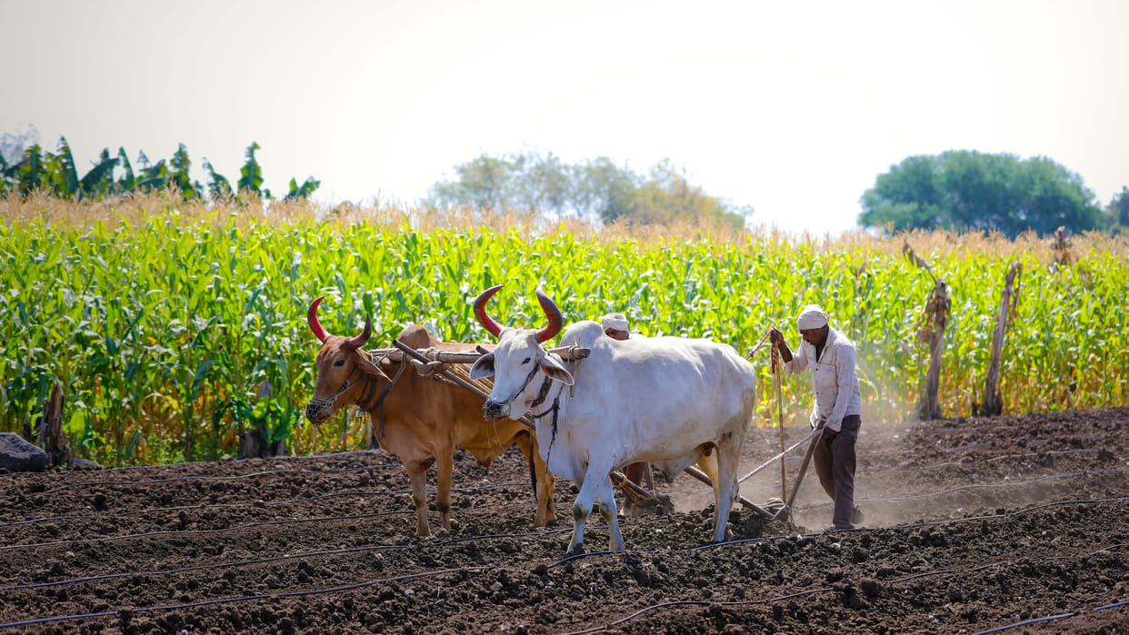 MP Budget 2025 FM Jagdish devda announcement for CM Kisan Yojana to boost Shri Ann yojana details in Hindi