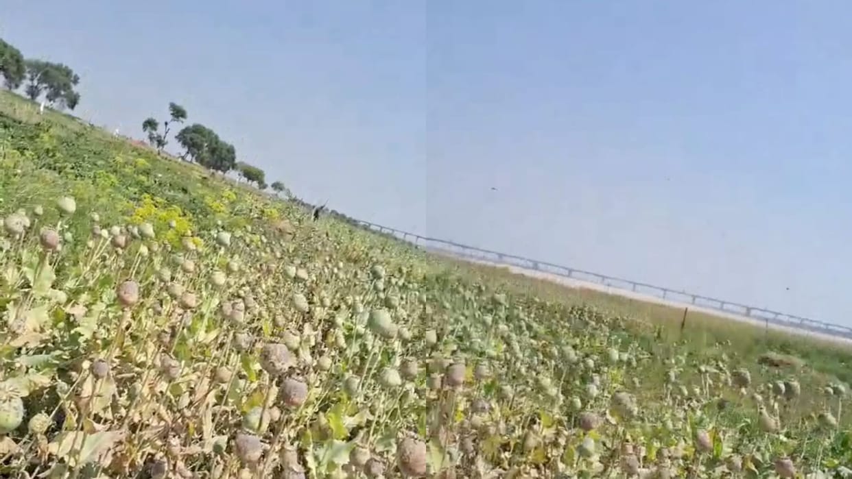 Illegal opium cultivation found on the banks of Ganga in Singhwar