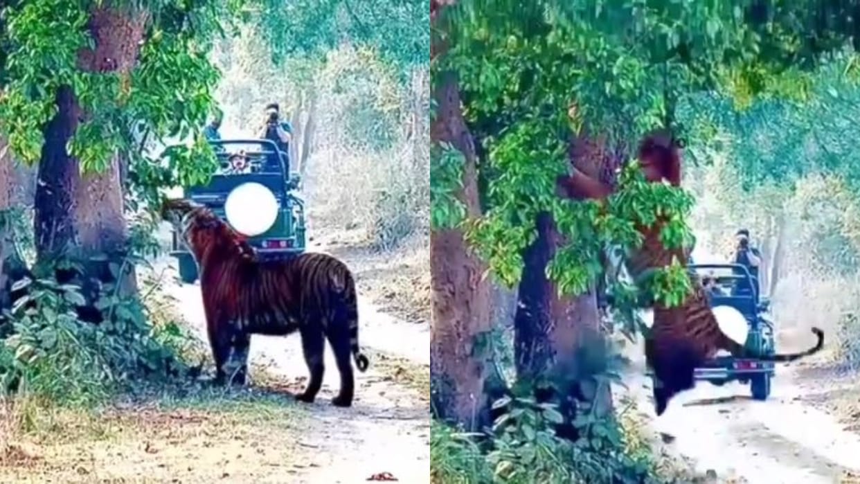 Tiger climbed tree in Pilibhit Tiger Reserve video goes viral