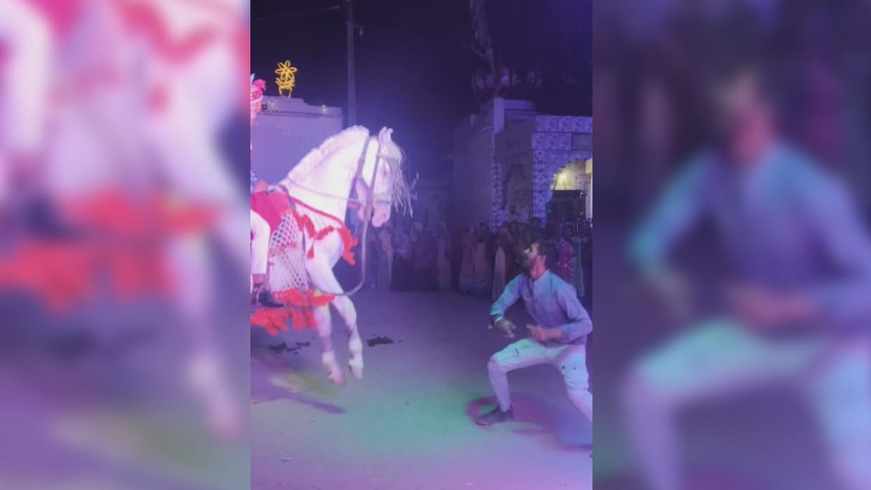 man dance with horse in wedding netizens reacted video goes viral on social media