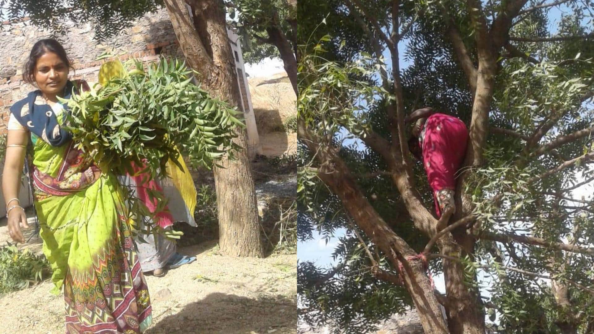 Holi Celebration Herbal gulal made from tree leaves in Rajsamand 10 thousand women got employment