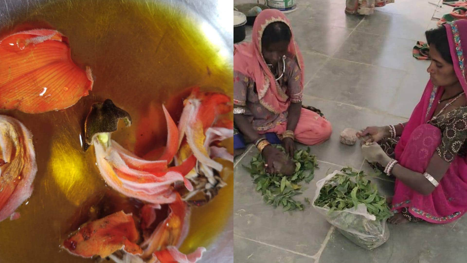 Holi Celebration Herbal gulal made from tree leaves in Rajsamand 10 thousand women got employment