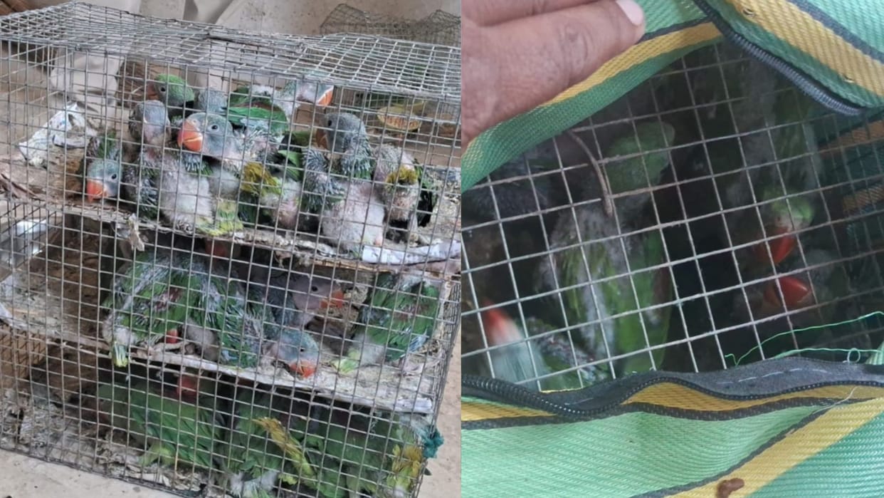 forest department recovered 30 baby parrots from Cantt Roadways in Varanasi