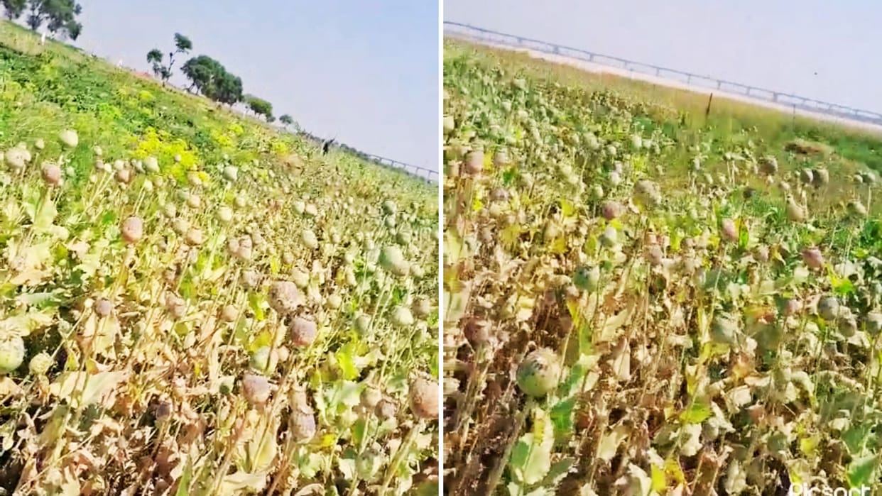 Opium cultivation on government land in varanasi This illegal business going on three years