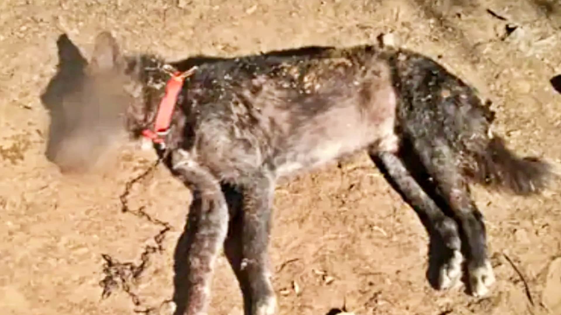 मृतक कुत्ता