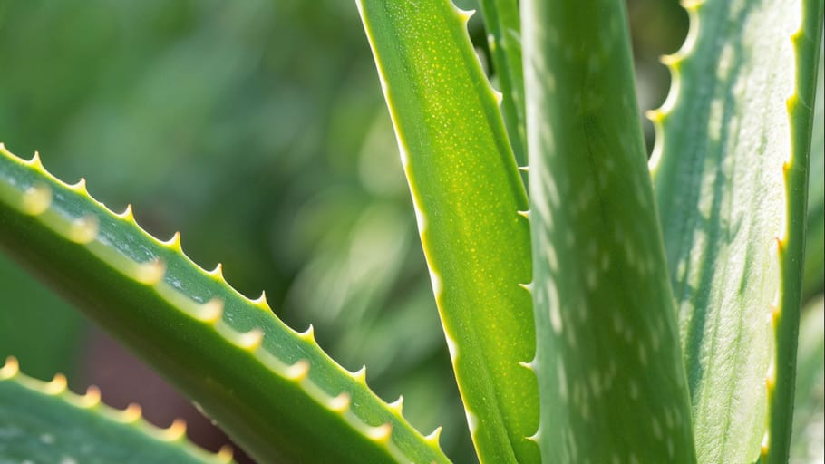 Beauty Tips Easy Way to Apply Aloe Vera Gel on Hair for Smoothness and Growth