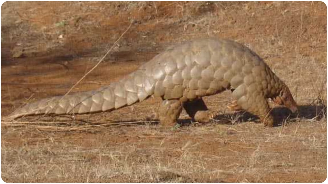 details about indian pangolin and challenge in hindi