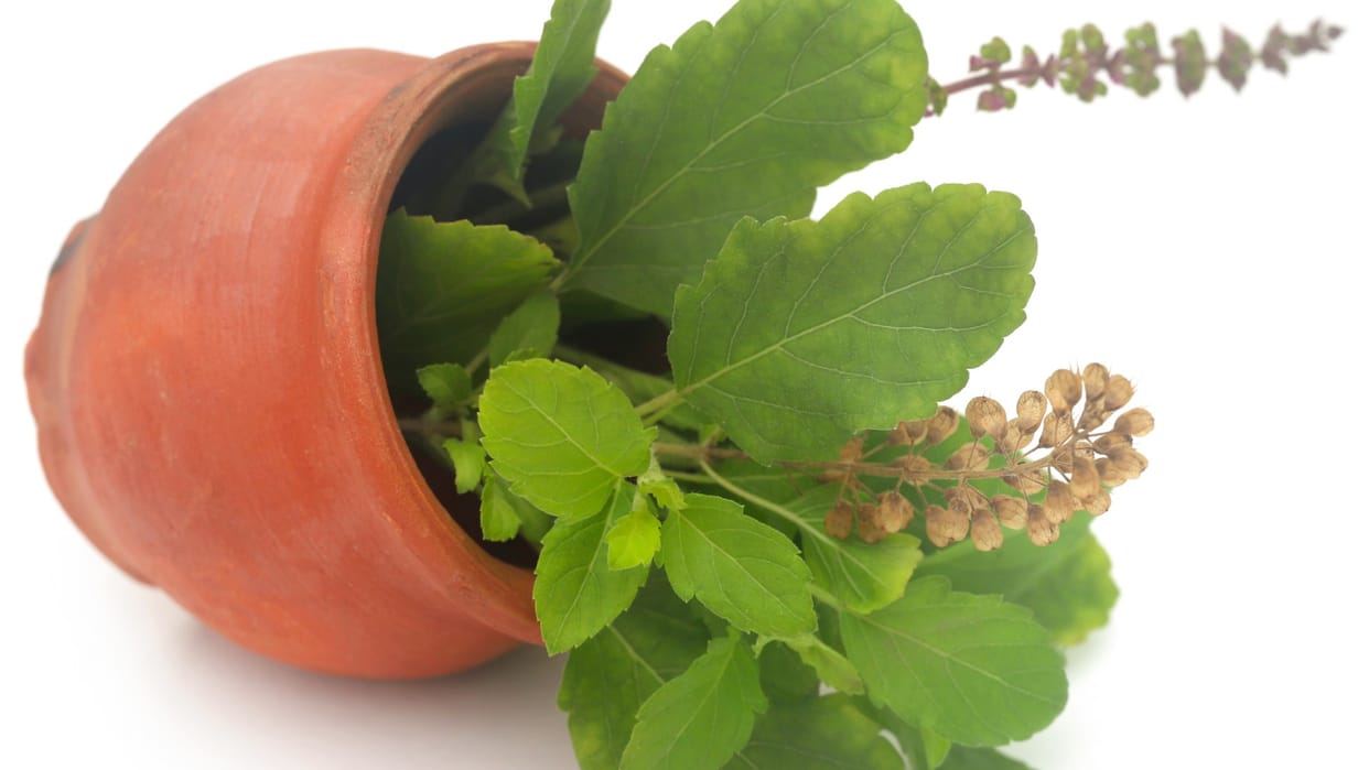 These rich in medicinal properties plants will keep the home and clean environment disprj