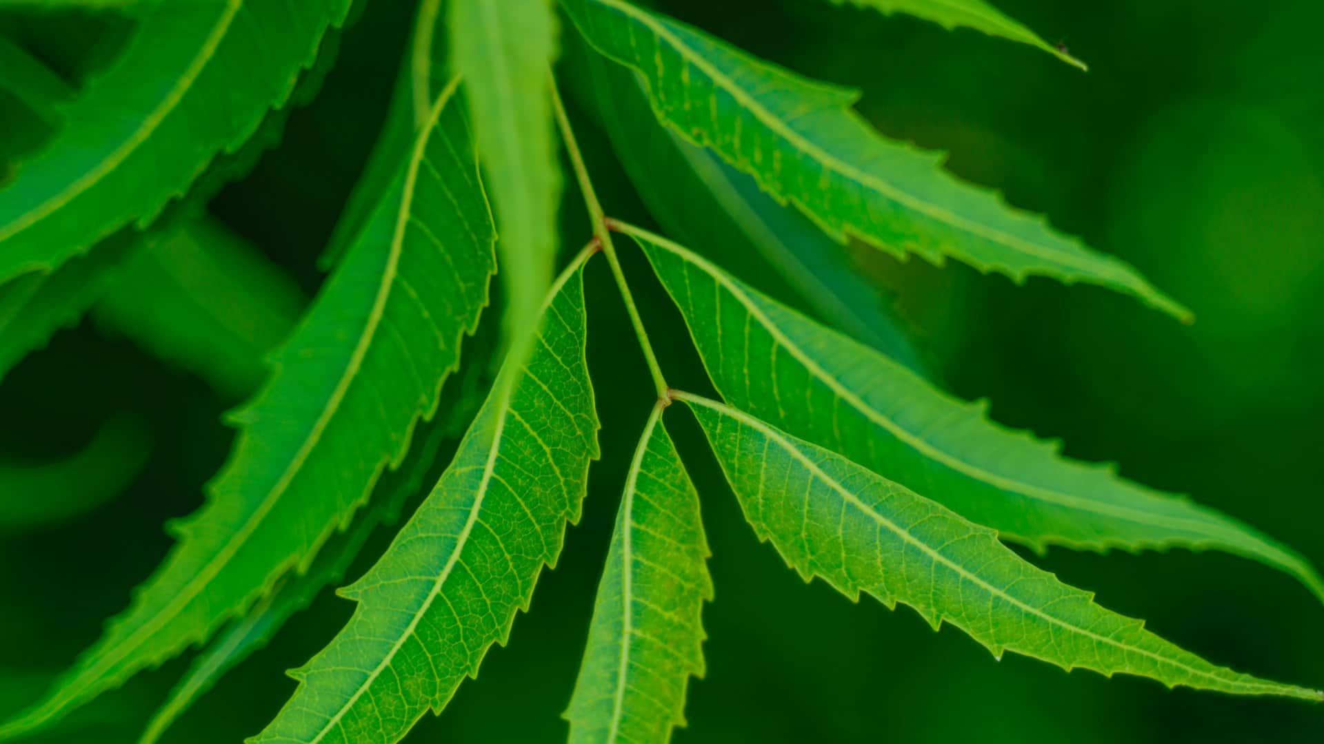 Hair Care Tips Neem Vs Tulsi Which Paste Is Best For Hair Know Benefits and Disadvantages in Hindi