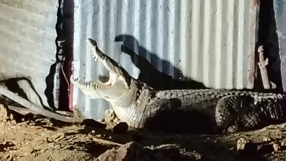 A crocodile appeared under the overbridge being constructed on Mathura-Bareilly highway