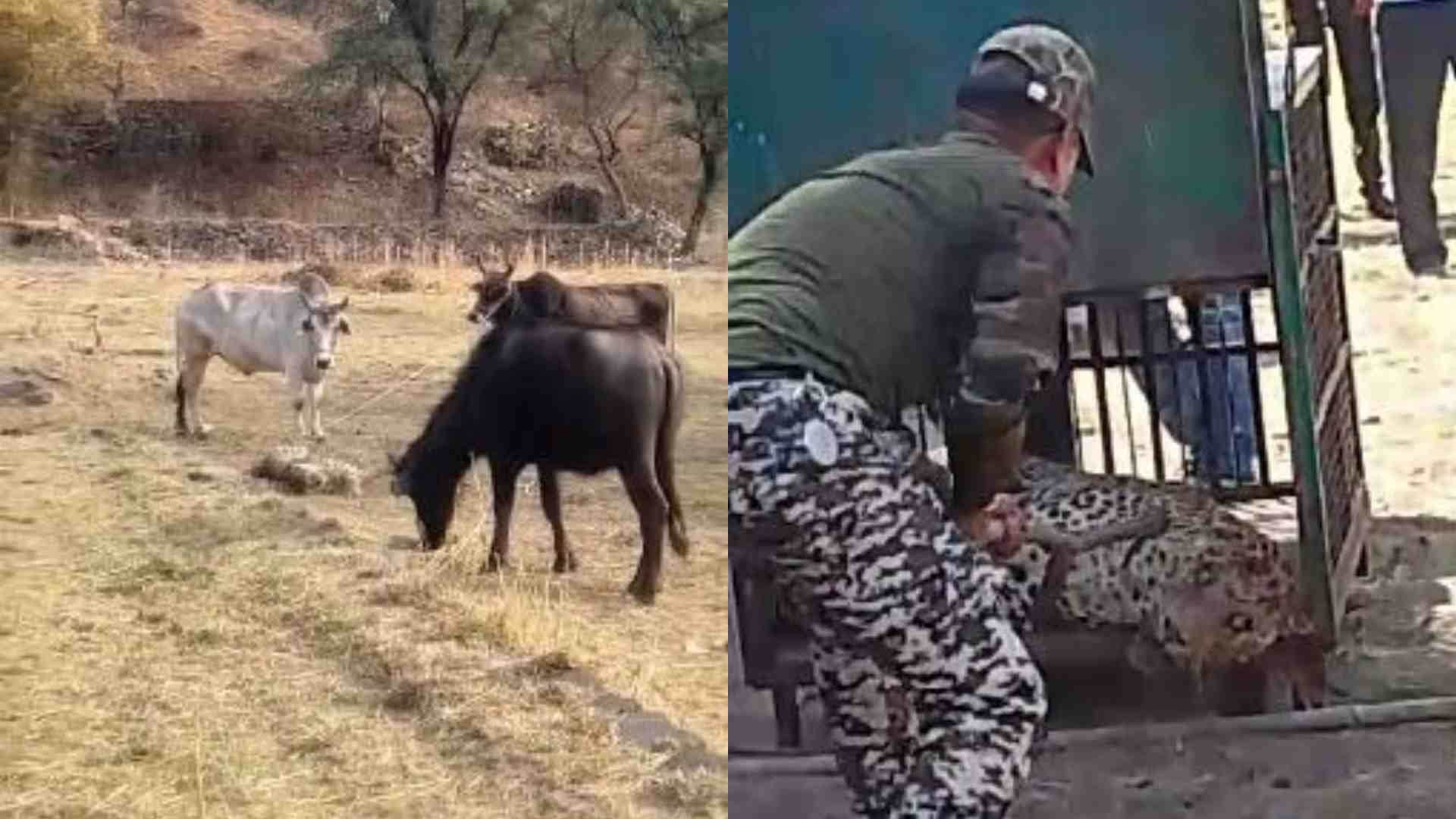 पैंथर को रेस्क्यू करती वन विभाग की टीम।