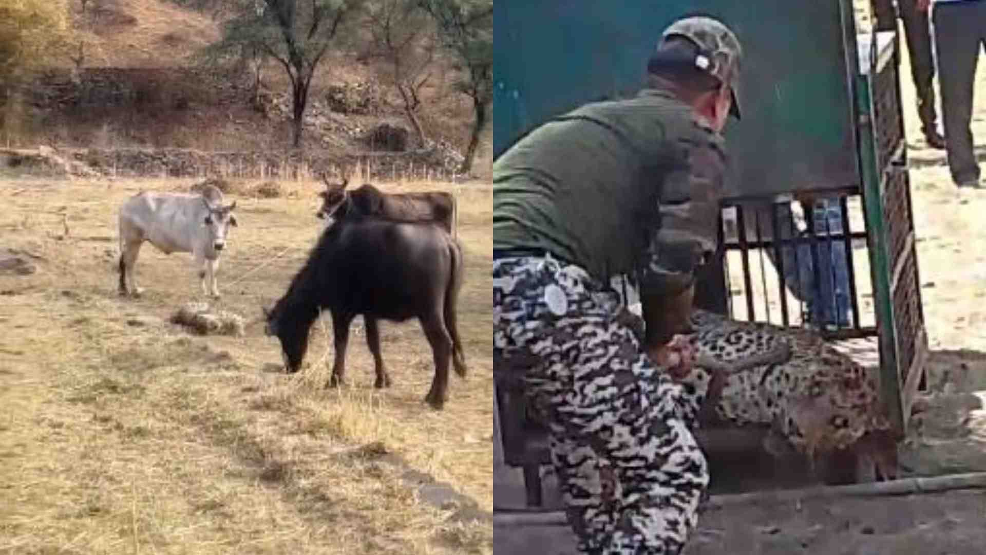 पैंथर को रेस्क्यू करती वन विभाग की टीम।