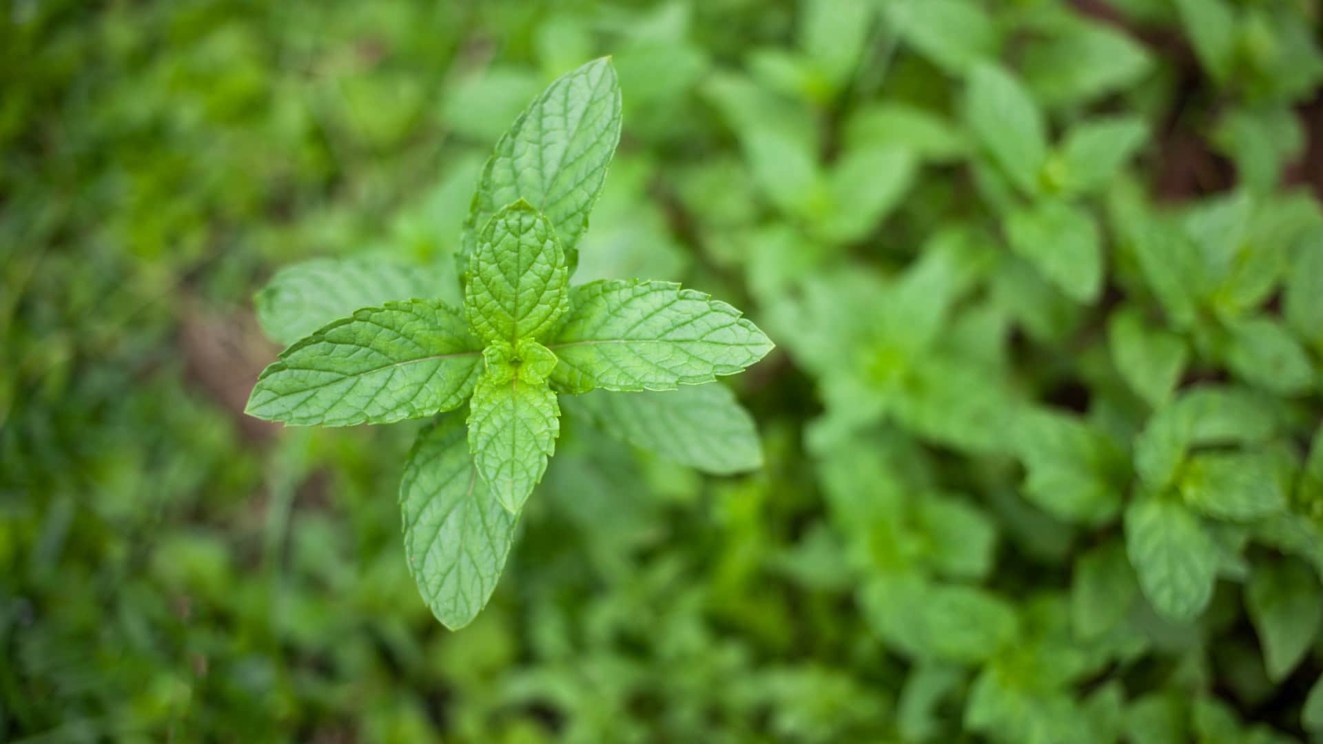 How to get rid of rats without killing them chuhe ko bina mare ghar se bhagane ka tarika