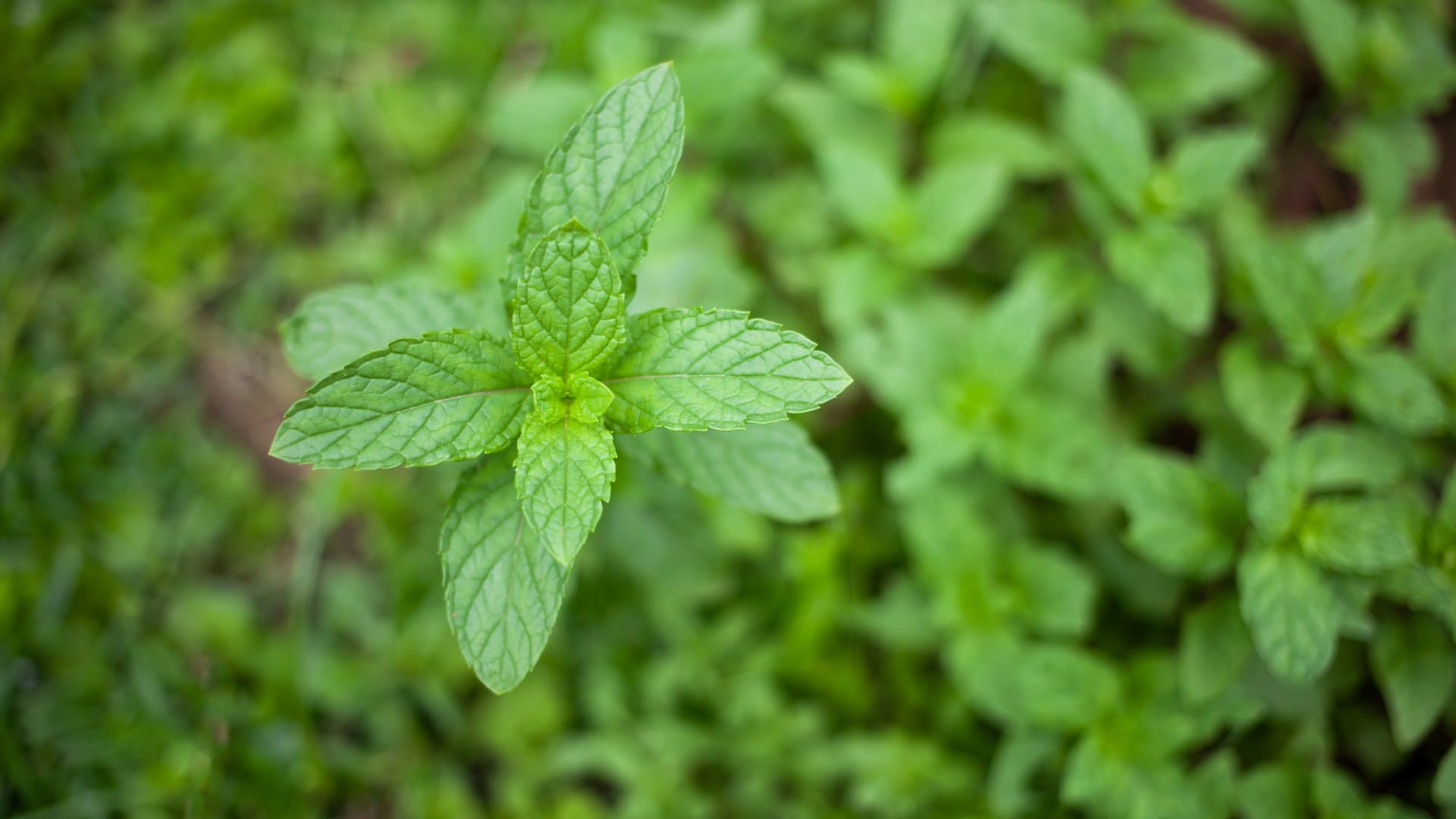 These rich in medicinal properties plants will keep the home and clean environment disprj