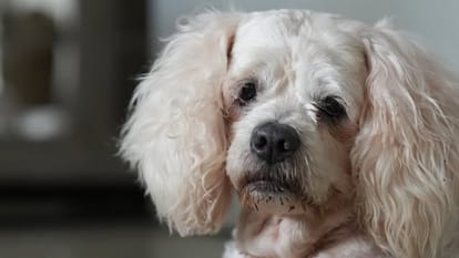 Sambhavna Seth shares Emotional Note After Pet Dog Cherry Death says she gave us a lifetime of love