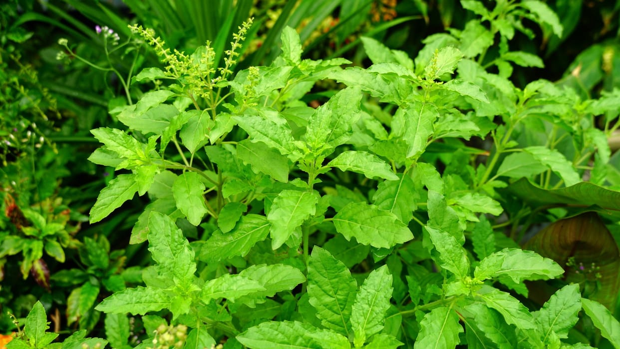 If Tulsi grows on its own then how is it auspicious for the house it gives relief from all the problems