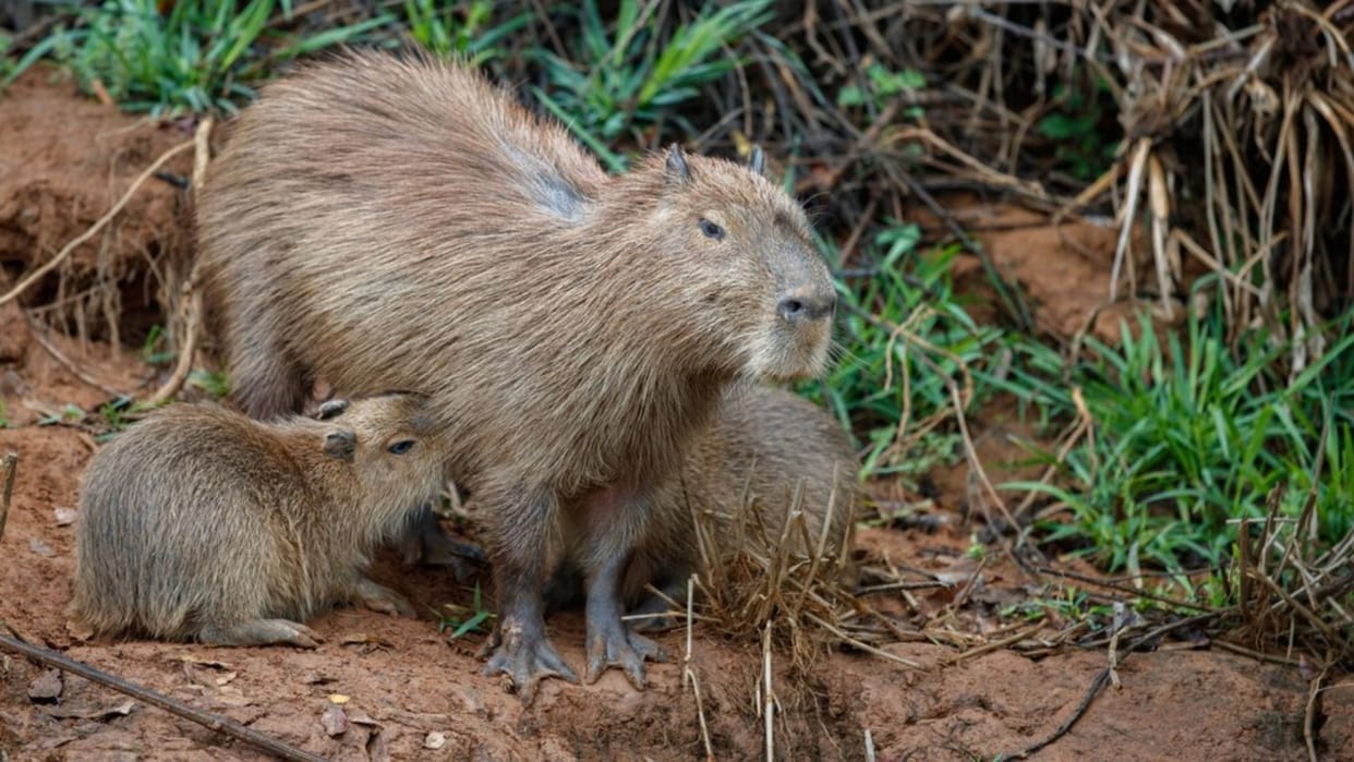 American influencer apologises for snatching Australian baby wombat following outrage