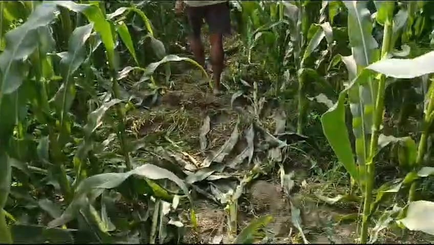 Terror of wild elephants coming from Nepal border in Kishanganj