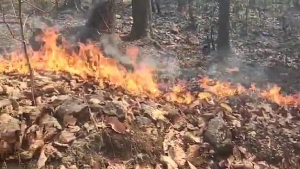 GPM Fire News in Hindi Fire in the forests of Marwahi