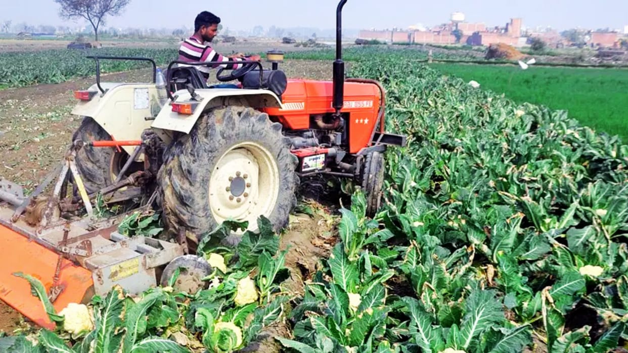 IIVR Developed 4 new varieties of vegetable seeds sent to Central and UP government for certificatio