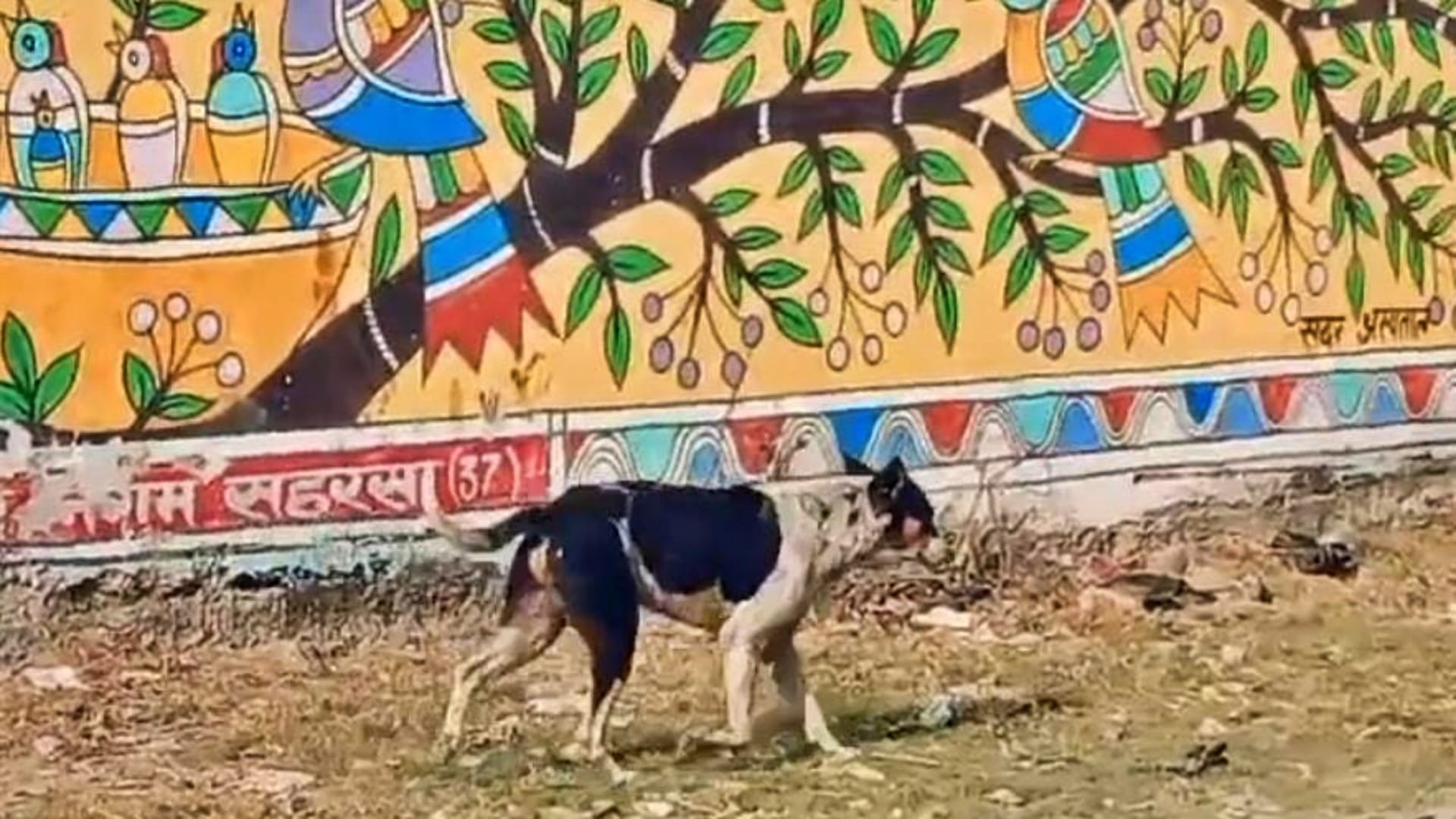सहरसा में आवारा और पागल कुत्तों का आतंक