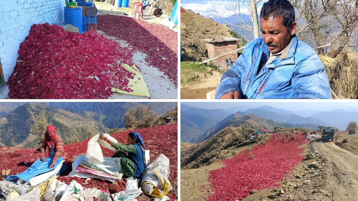 Sharandas Mandi Third Fail Disability Old Age Rhododendron and Herbal Business
