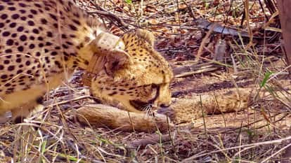 MP News Female cheetah Nirva gave birth to 5 cubs in Kuno National Park number of cheetahs reached 29