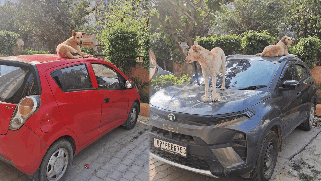 Gardenia Gateway Society complained to police after being troubled by stray dogs