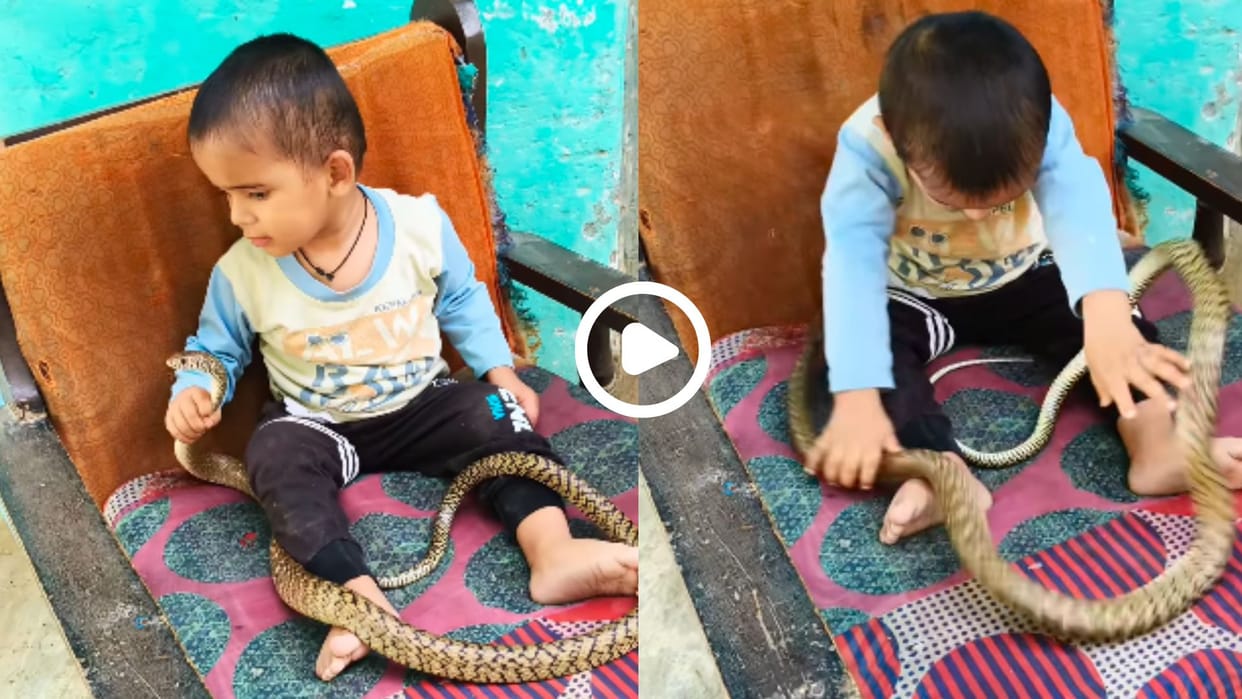 small child was seen laughing and playing with a dangerous snake in hindi