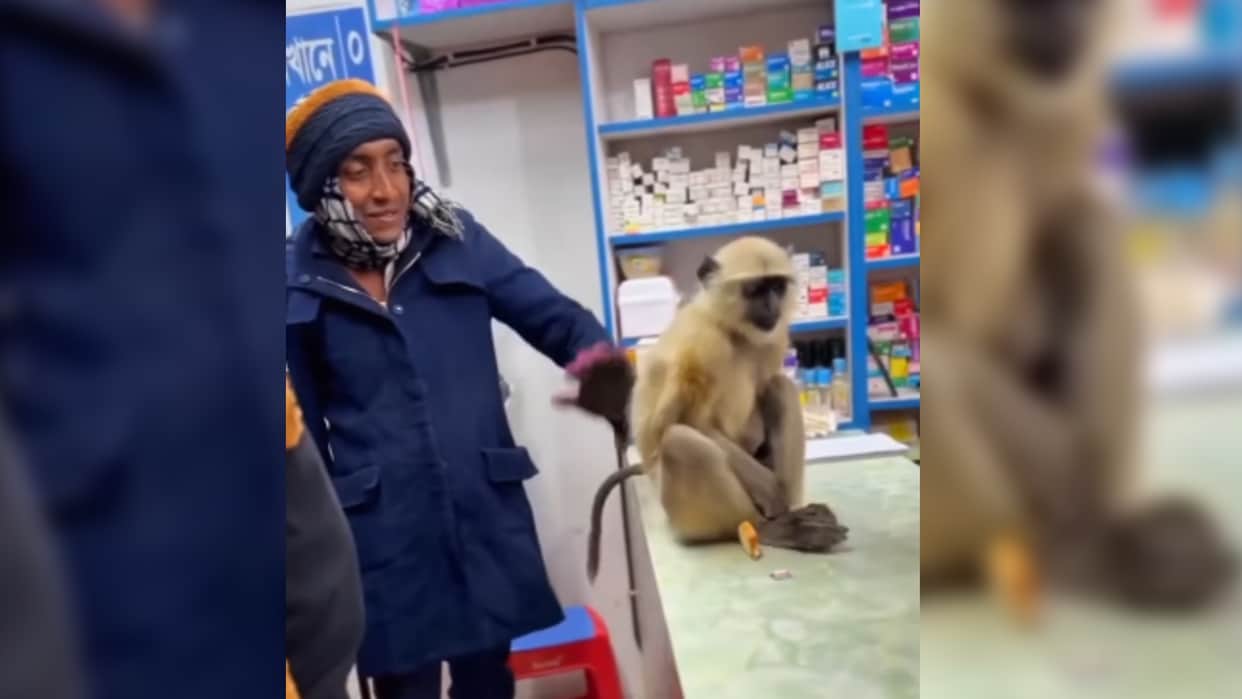 injured langur walks into medical store to get first aid in bangladesh video will win your hearts