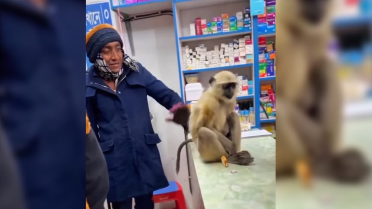 injured langur walks into medical store to get first aid in bangladesh video will win your hearts