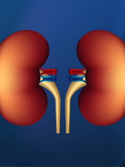 किडनी