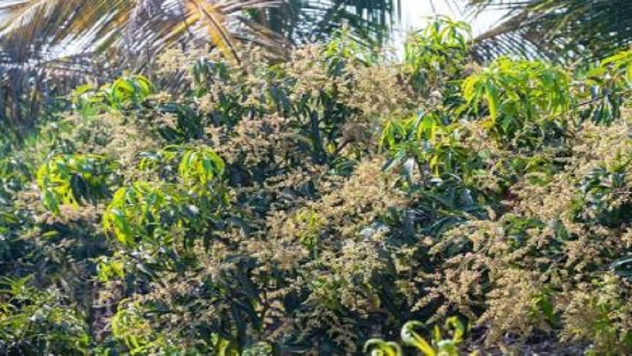man dies after condition deteriorated while spraying pesticides in the mango orchard in Pilibhit