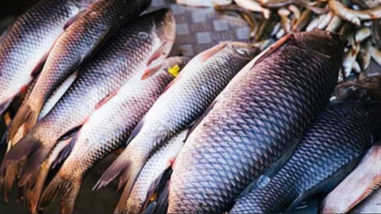 Himachal Budget 2025 Now 7.5% royalty on taking fish from reservoirs 120 new trout units to be set up