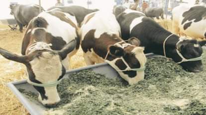 सांकेतिक तस्वीर।