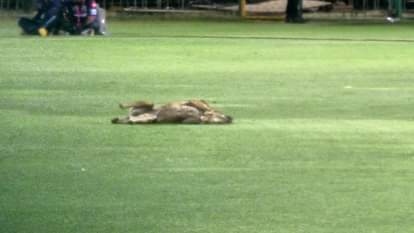 A dog entered the SMS Stadium in Jaipur during the practice match of Rajasthan Royals
