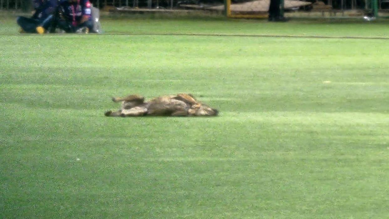 A dog entered the SMS Stadium in Jaipur during the practice match of Rajasthan Royals