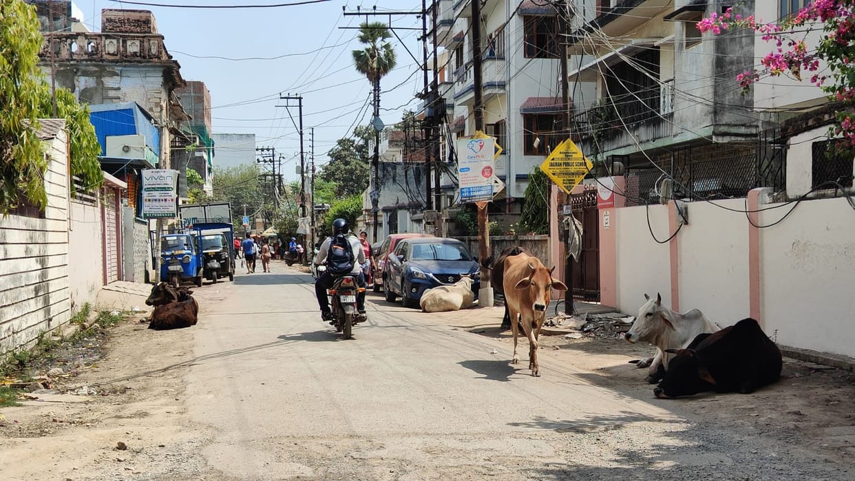 Four people died in accidents caused by stray animals in Varanasi in one year